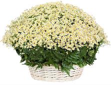 Цветочная композиция из Ромашки в корзине #REPLACE_PRED# Коломыцево